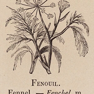Le Vocabulaire Illustre: Fenouil; Fennel; Fenchel (engraving)