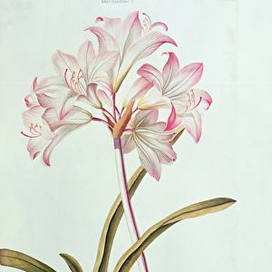 Lily: Lilium belladonna, (pl. 12) from Trews Hortus Nitidissumus 1, 1750