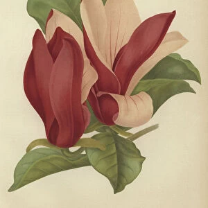 Magnolia soulangiana nigra (colour litho)