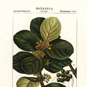 Monimia rotundifolia