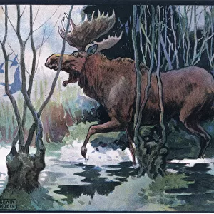 Moose, 1910 (colour litho)