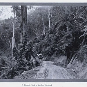 A Mountain Road in Southern Gippsland (b / w photo)