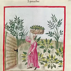 Ms 3054 f. 24 Harvesting Spinach, from Tacuinum Sanitatis (vellum)