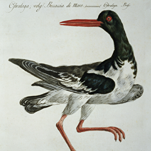 Oyster Catcher, c. 1767-76 (hand coloured engraving)