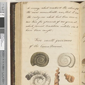 Page 227. Five small specimens of the Cornu Amonis 5 drawings, 1810-17 (w / c & manuscript text)