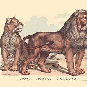 Page 5: Lion, lioness, cub