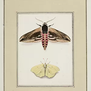 Privet Hawk Moth and Common Brimstone, c. 1755-65 (w/c on paper)