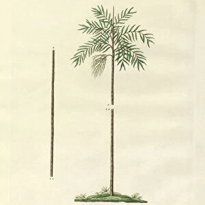 The slim palm of New Ireland (coloured engraving)
