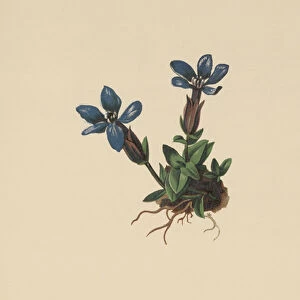 Spring Gentian (Gentiana verna, Gentiana angulosa, Gentiana aestiva) (colour litho)