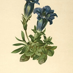 Stemless Gentian (Gentiana acaulis, Gentiana excisa) (colour litho)