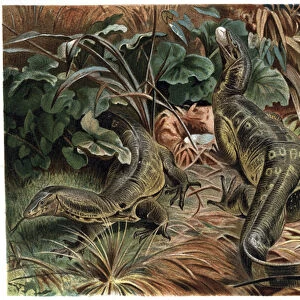 Varan - Monitor lizard (Varanus) - engraving from "Brehm