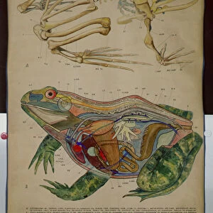 Wall Chart of the Skeleton and Anatomy of a Frog (colour litho)