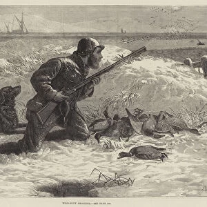 Wild-Duck Shooting (engraving)