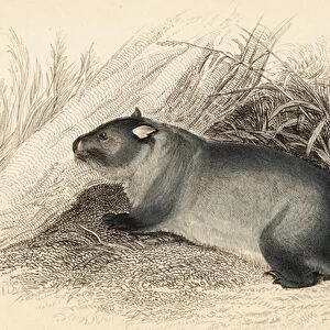 Wombat, Vombatus ursinus. 1841 (engraving)