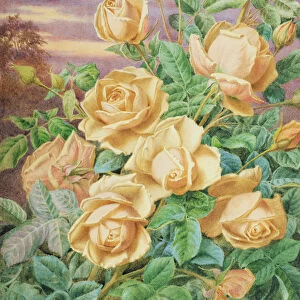 Yellow Roses (w / c on paper)