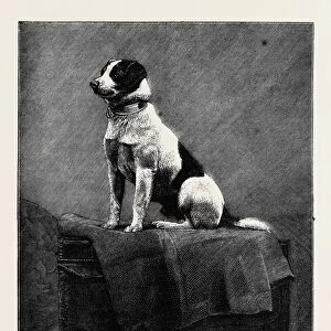 An Adventurous Dog: railway Jack (Recently Run over and Wounded at Norwood