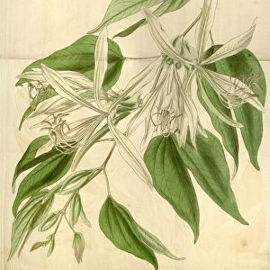 Botanical Print by Walter Hood Fitch 1817 aaa 1892, botanical illustrator, born in
