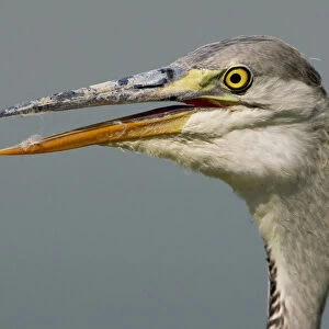 Grey Heron close-up, Ardea cinerea, Italy