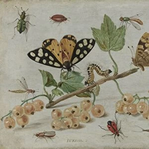 Insects and Fruit, Jan van Kessel, I, c. 1660 - c. 1665