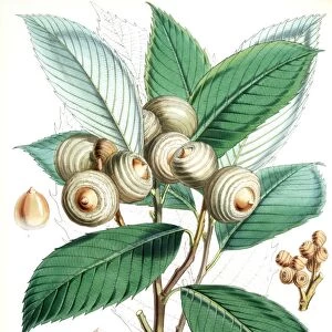 Quercus Lamellosa, Ham. Fitch, W. H. (Walter Hood) (1817-1892), (Engraver), Hooker
