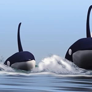 Two orca whales pass near an iceberg in the north Arctic Ocean