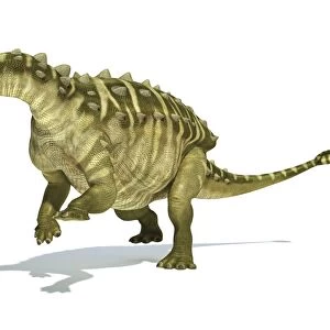 Talarurus dinosaur on white background