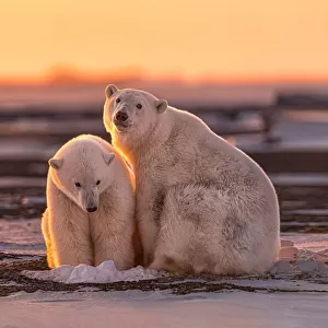 Polar bears at sunset