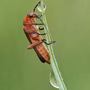 Common red soldier beetle (Rhagonycha fulva) climbing up grass with dew drops