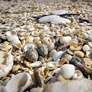 Two eggs of the threatened Hooded plover (Thinornis rubricollis) on a beach