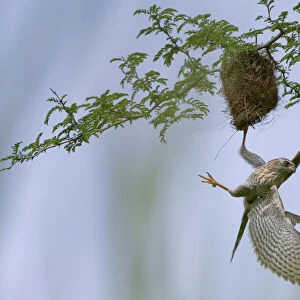 Gabar goshawk (Micronisus gabar) juvenile, plundering nest of Weaverbird, Allahein river, The Gambia