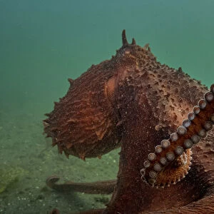 Giant Pacific octopus (Enteroctopus dofleini) experiencing freedom after release from captivity, Vancouver Island, British Columbia, Canada, Pacific Ocean