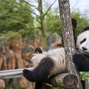 Giant panda (Ailuropoda melanoleuca) cub, Huanlili, aged 8 months, playing on wooden climbing frame, Beauval ZooPark, France, April, 2022. Captive