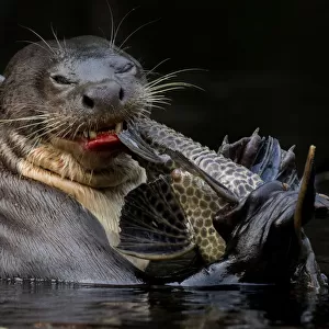 Giant river otter (Pteronura brasiliensis) eating a catfish. Yasuni National Park