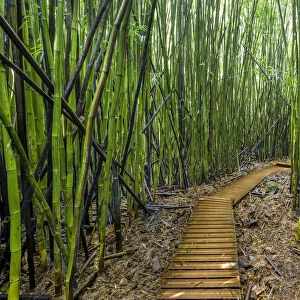 A raised wooden walkway through the bamboo forest that leads to Waimoku Falls, Haleakala National Park, Maui, Hawaii. November, 2016