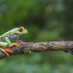 Red eyed tree frog (Agalychnis callidryas) La Selva Field Station, Costa Rica