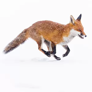 Red Fox (Vulpes vulpes) running through deep snow. London, UK. January