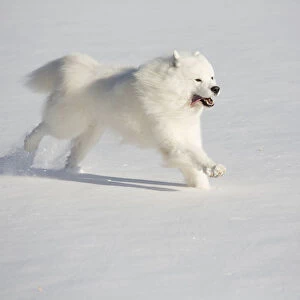 Samoyed dog running in in snow, Ledyard, Connecticut, USA