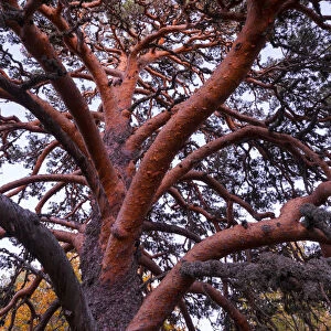 Scots pine (Pinus sylvestris), Laguna Negra y Circos Glaciares de Urbion natural park