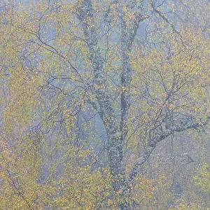 Silver birch (Betula pendula) in autumn fog, Glen Affric National Nature Reserve, Werter Ross, Scotland, UK. October