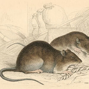 Brown rat (Rattus rattus), 1828