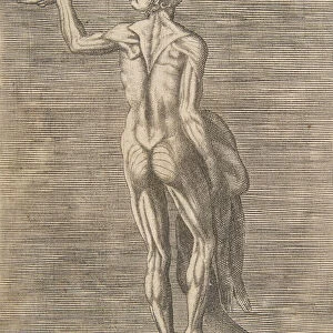 Flayed man with left hand on hip, holding skin in right hand, ca. 1531-76