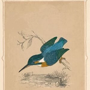 Kingfisher, (Alcedines), c1850, (1856)