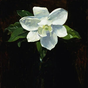 Magnolia, 1895. Creator: Charles Walter Stetson