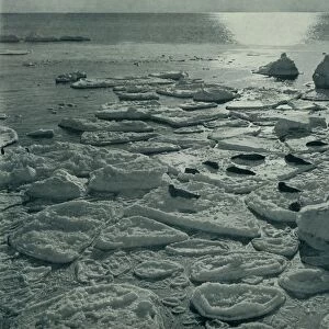 Seals Basking on Newly Formed Pancake Ice Off Cape Evans, c1910–1913, (1913)