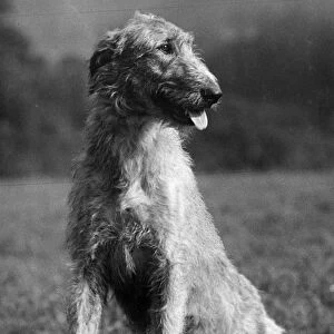 Fall / Wolfhound / 1939