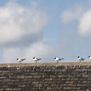 Amble, Northumberland, England; Birds Lined Up In A Row Along The Peak Of A Roof