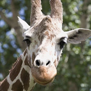 Close-Up Of A Giraffes (Giraffa Camelopardalis) Head And Face Looking At The Camera; Calgary, Alberta, Canada