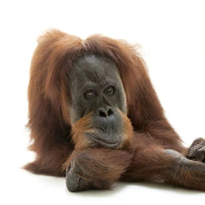 Portrait of an endangered Sumatran orangutan