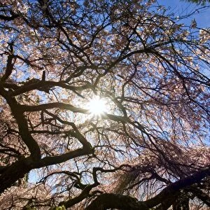Sunlight Shining Through Tree Branches