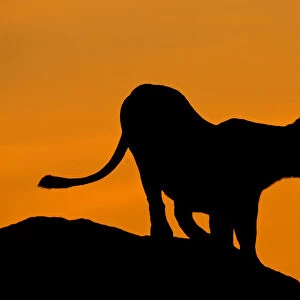 Lioness (Panthera leo) standing on kopje, silhouetted against orange dawn sky, Tanzania